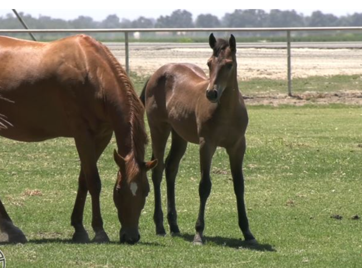 for sale Lyndee Stairs